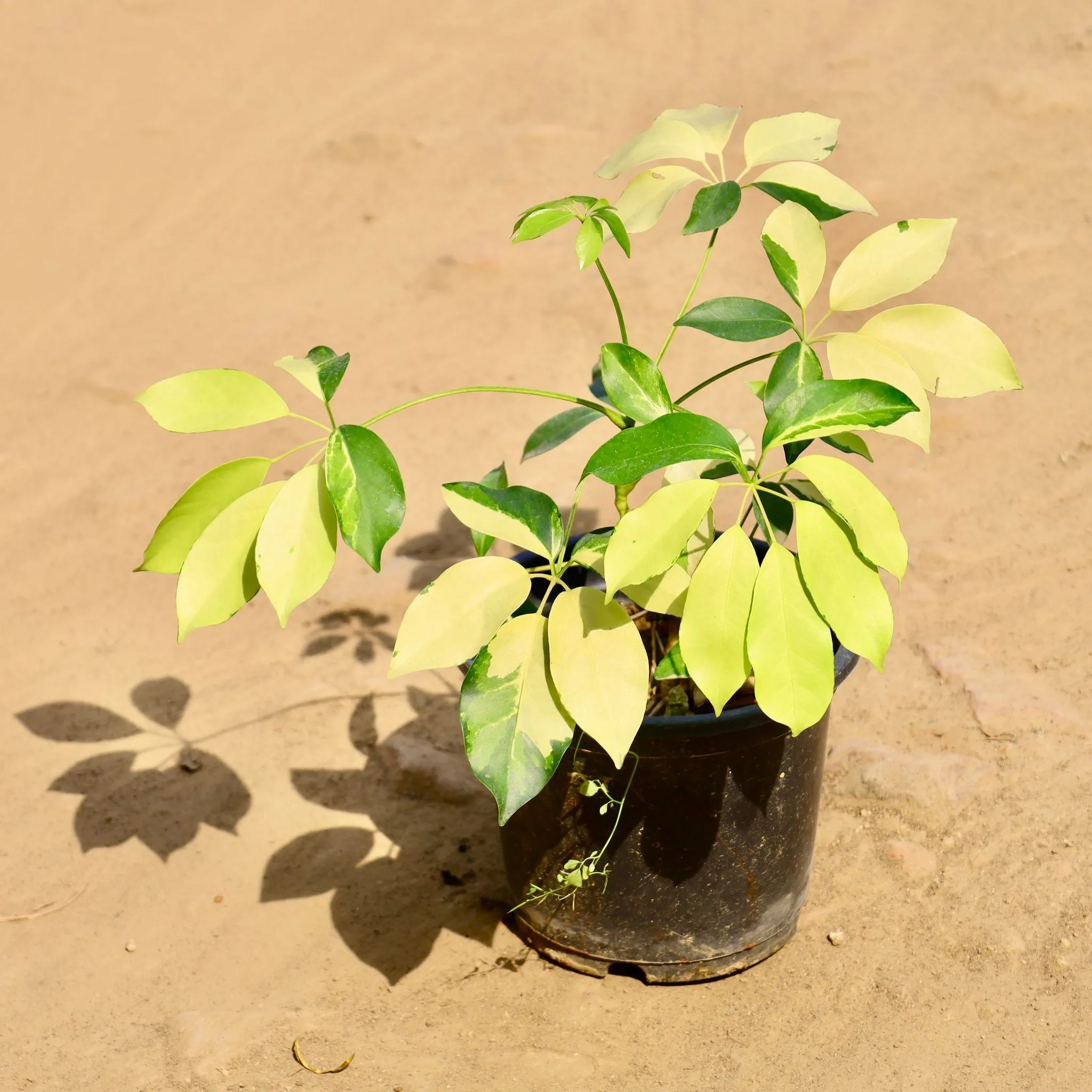 Schefflera Yellow in 6 Inch Nursery Pot