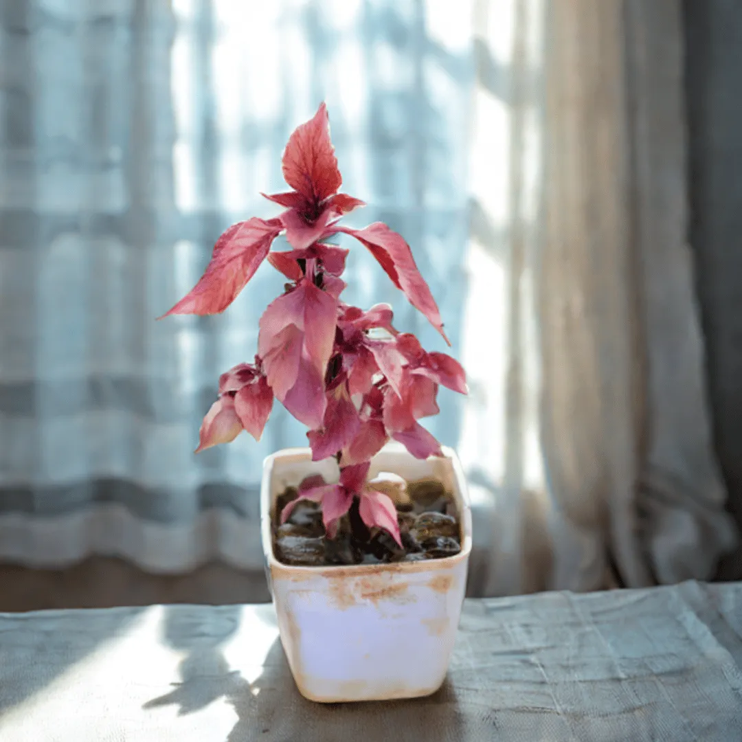 Coleus (any colour & design) in 3 Inch Elegant Square Plastic Pot