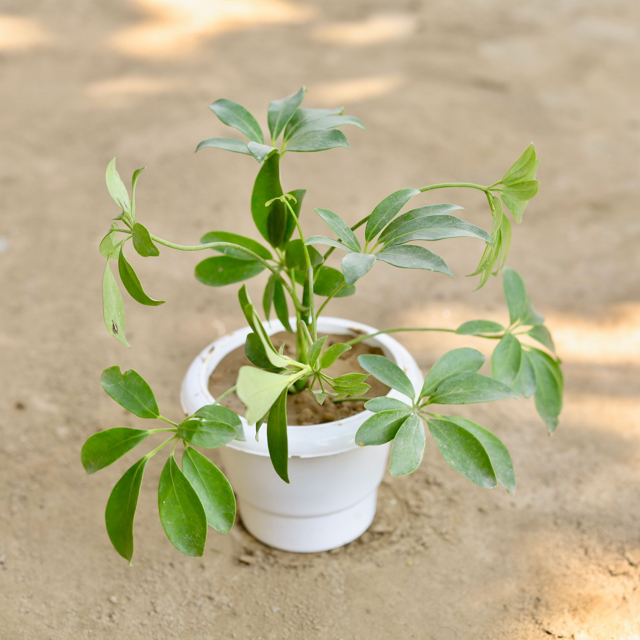 Schefflera Green in 6 Inch Classy White Plastic Pot