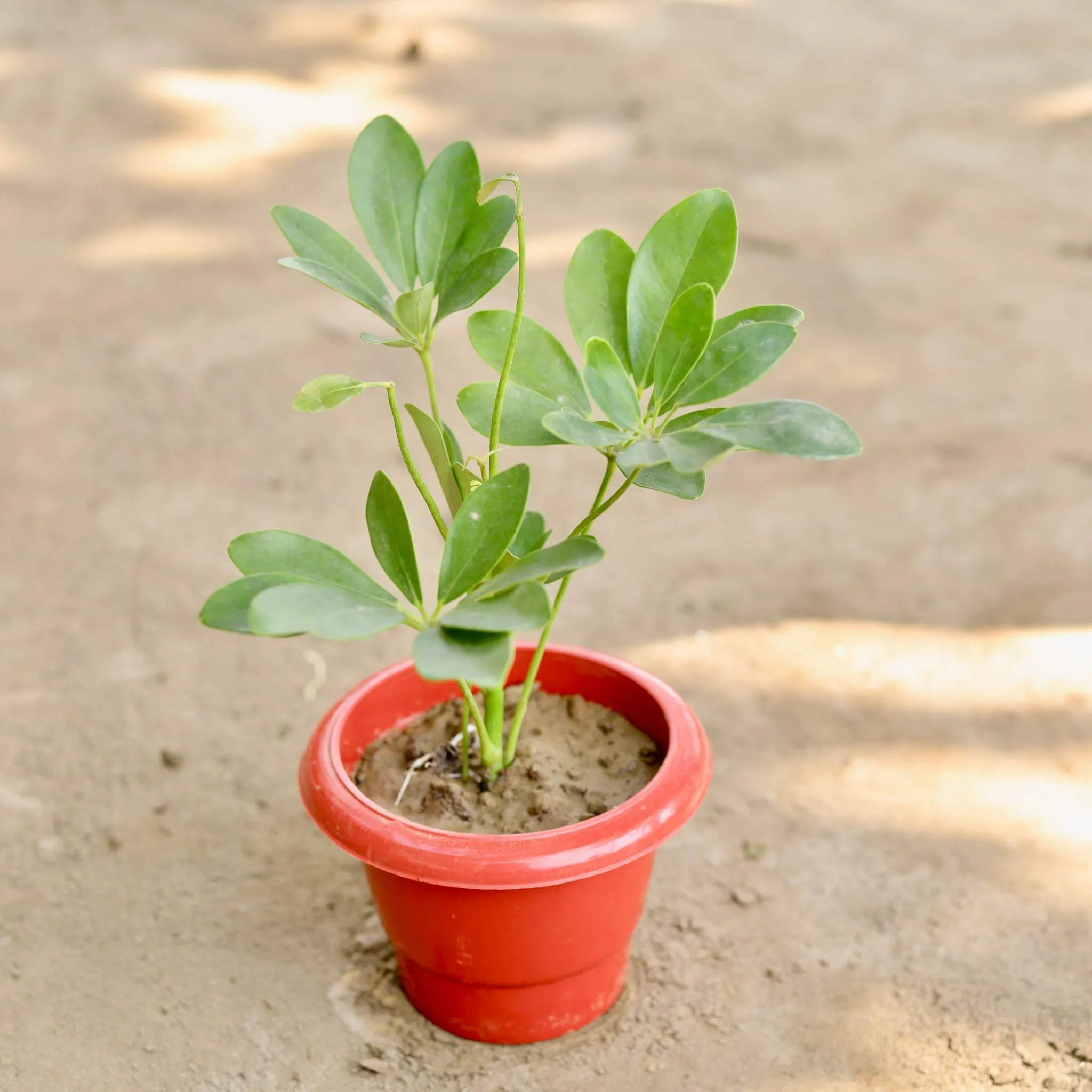 Schefflera Green in 6 Inch Classy Red Plastic Pot