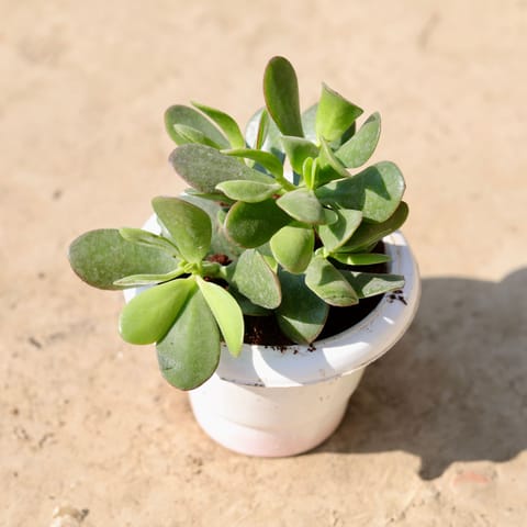 Crassula in 6 Inch Classy White Plastic Pot