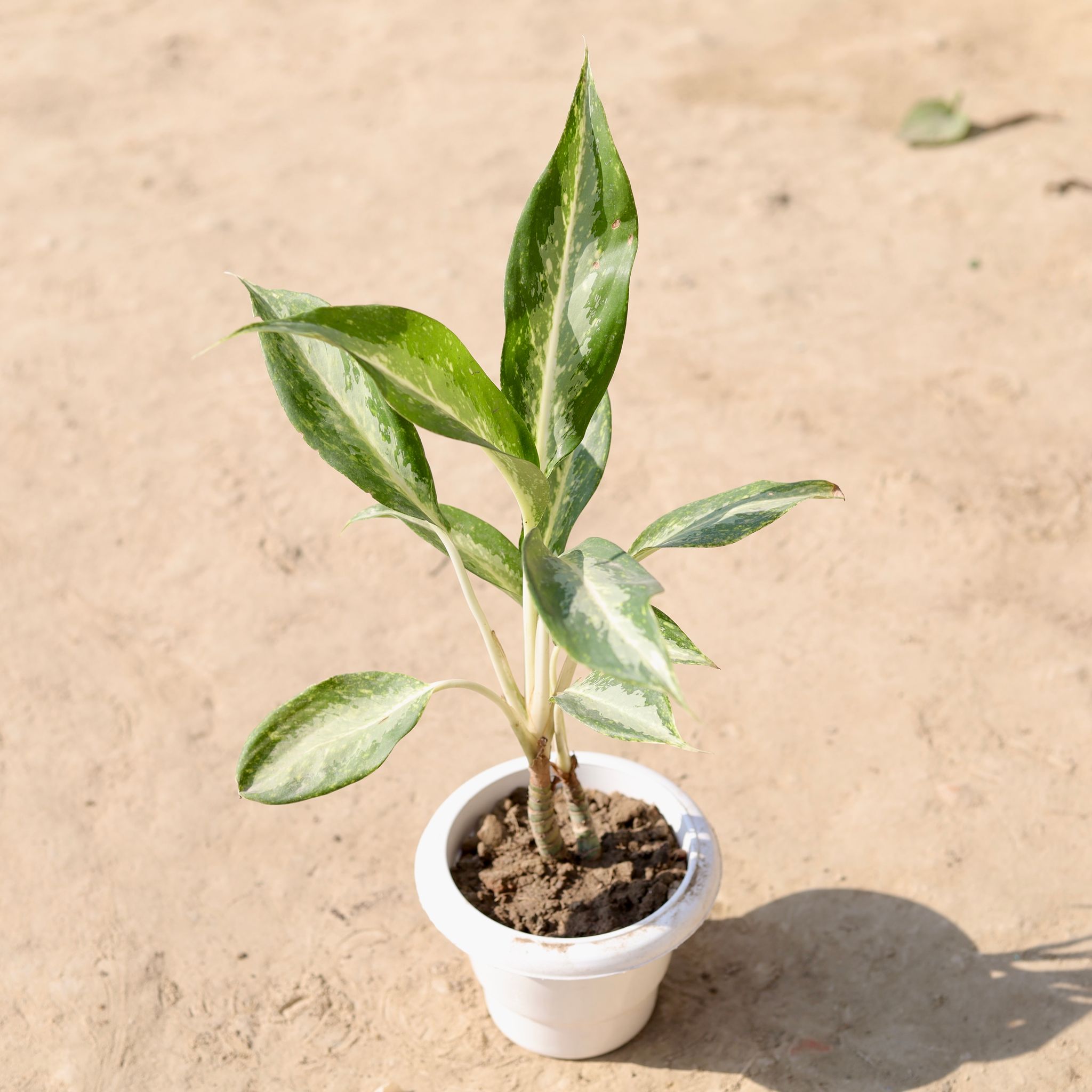Aglaonema White in 6 Inch Classy White Plastic Pot