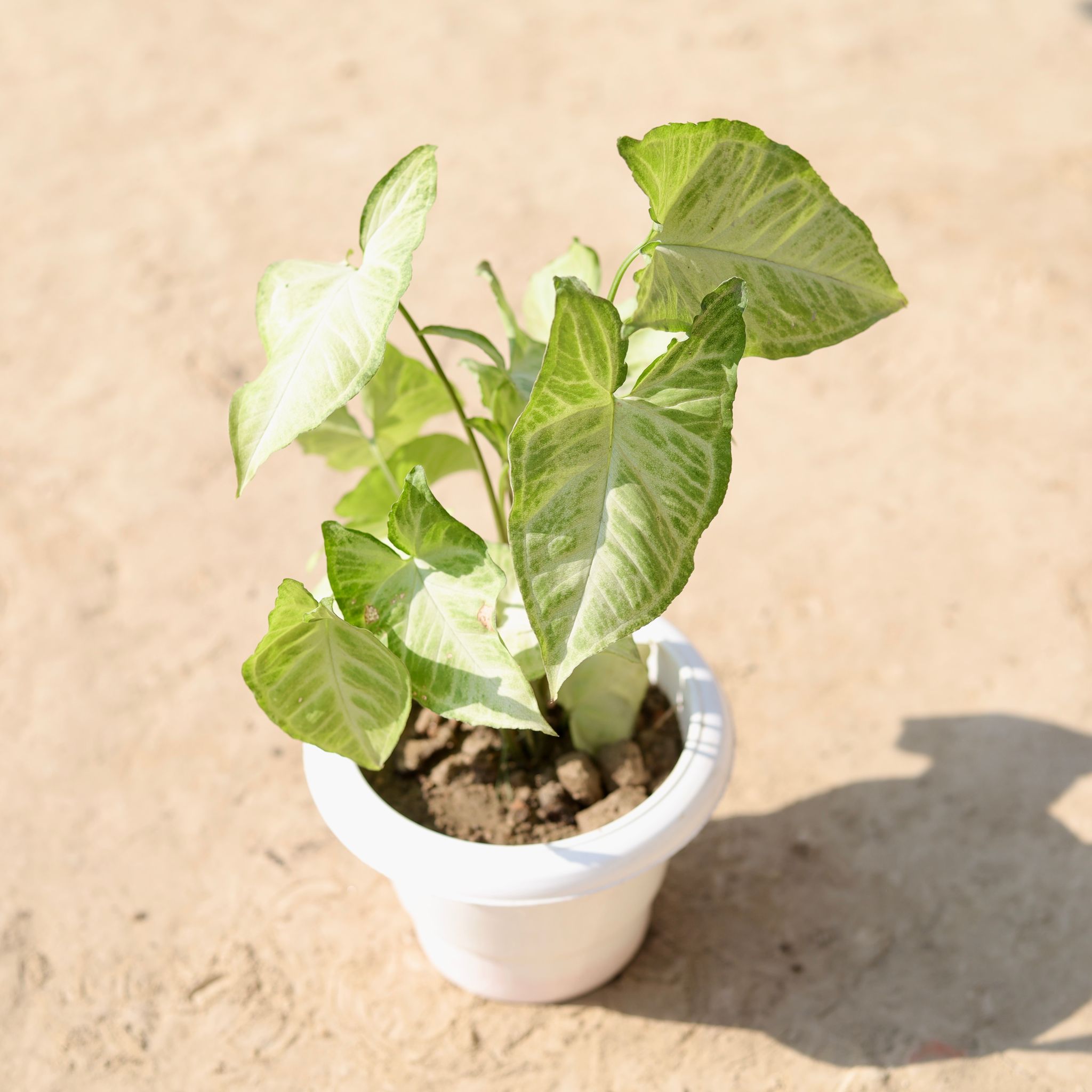 Syngonium Green in 6 Inch Classy White Plastic Pot