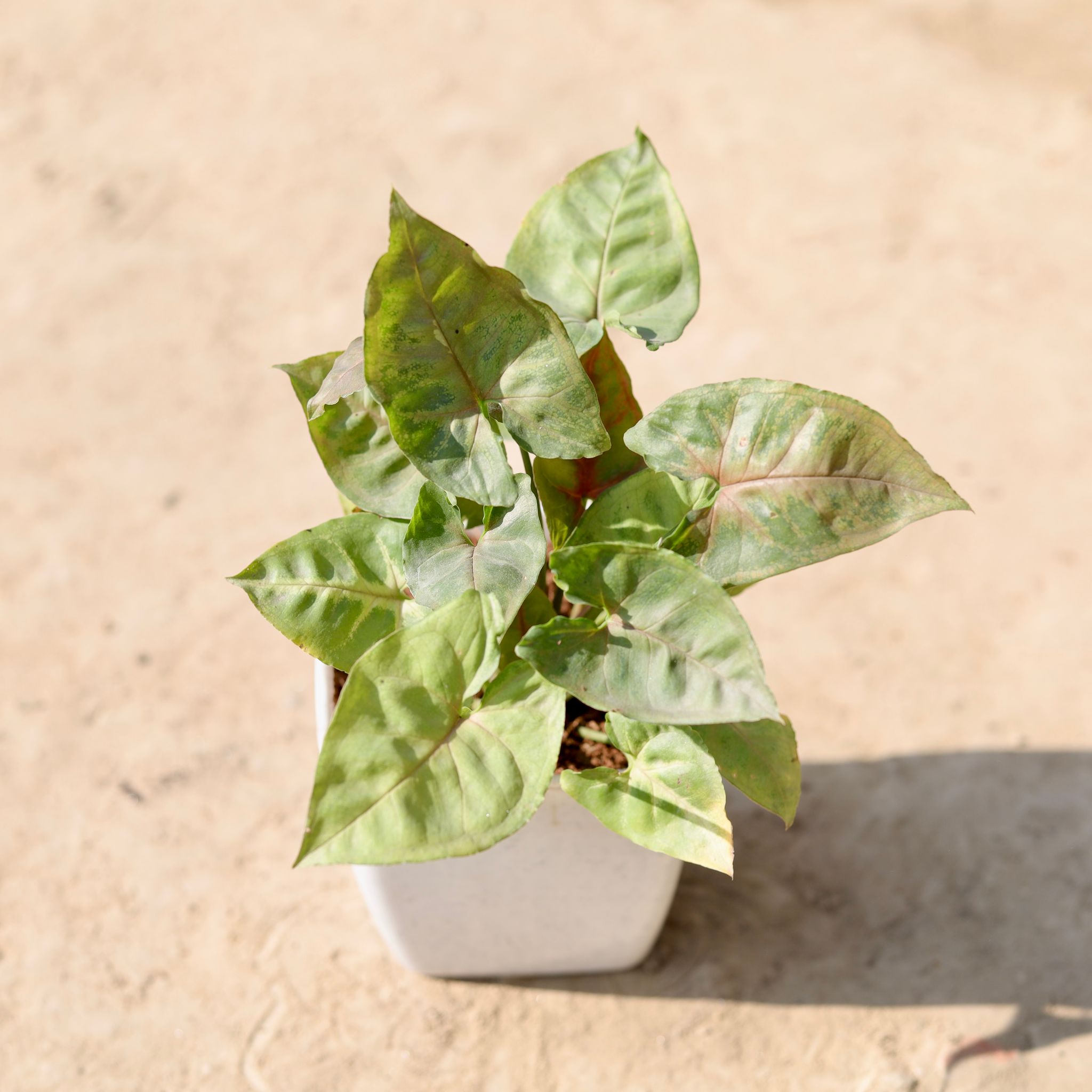 Syngonium Green in 4 Inch Classy White Square Plastic Pot
