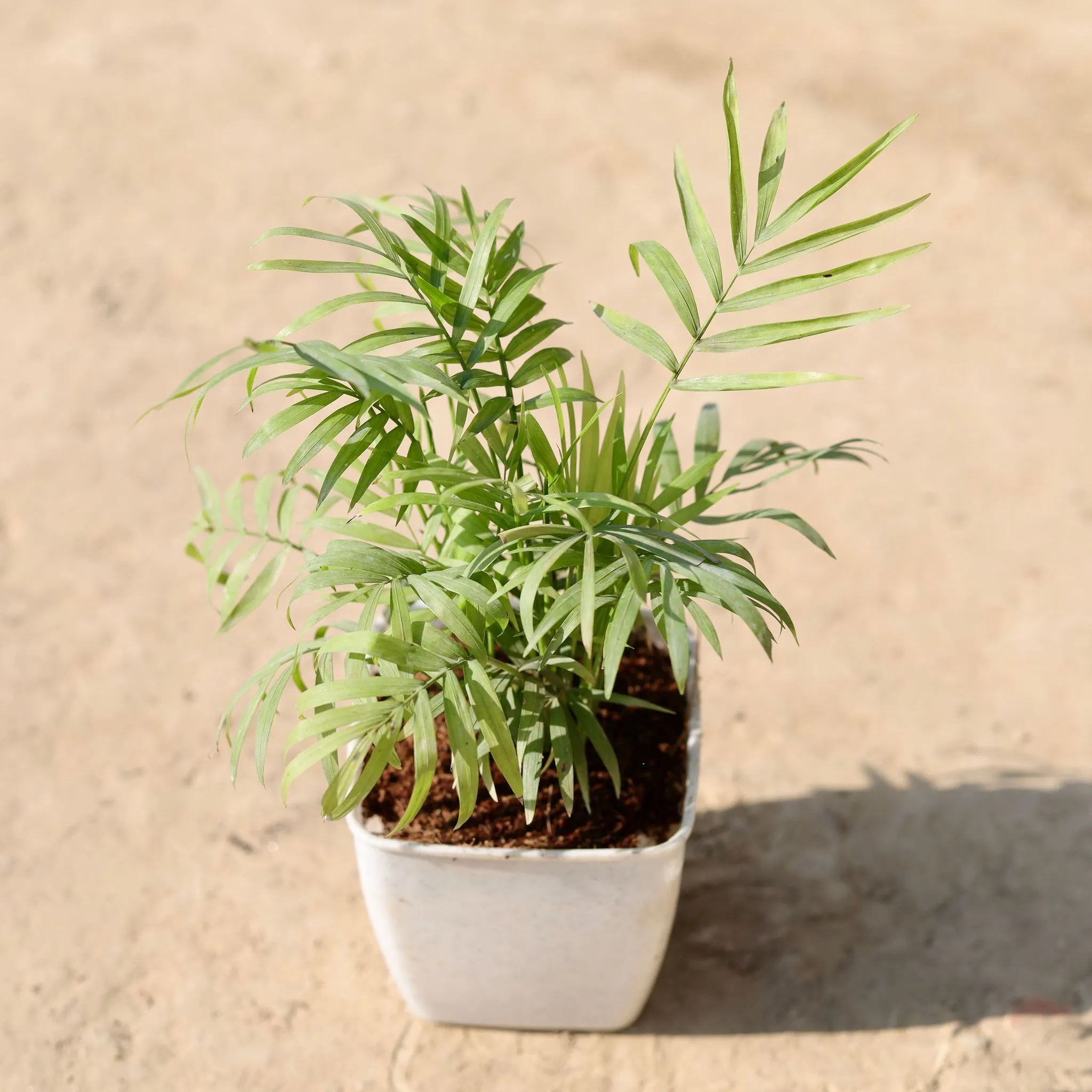 Chamaedorea Palm in 4 Inch Classy White Square Plastic Pot