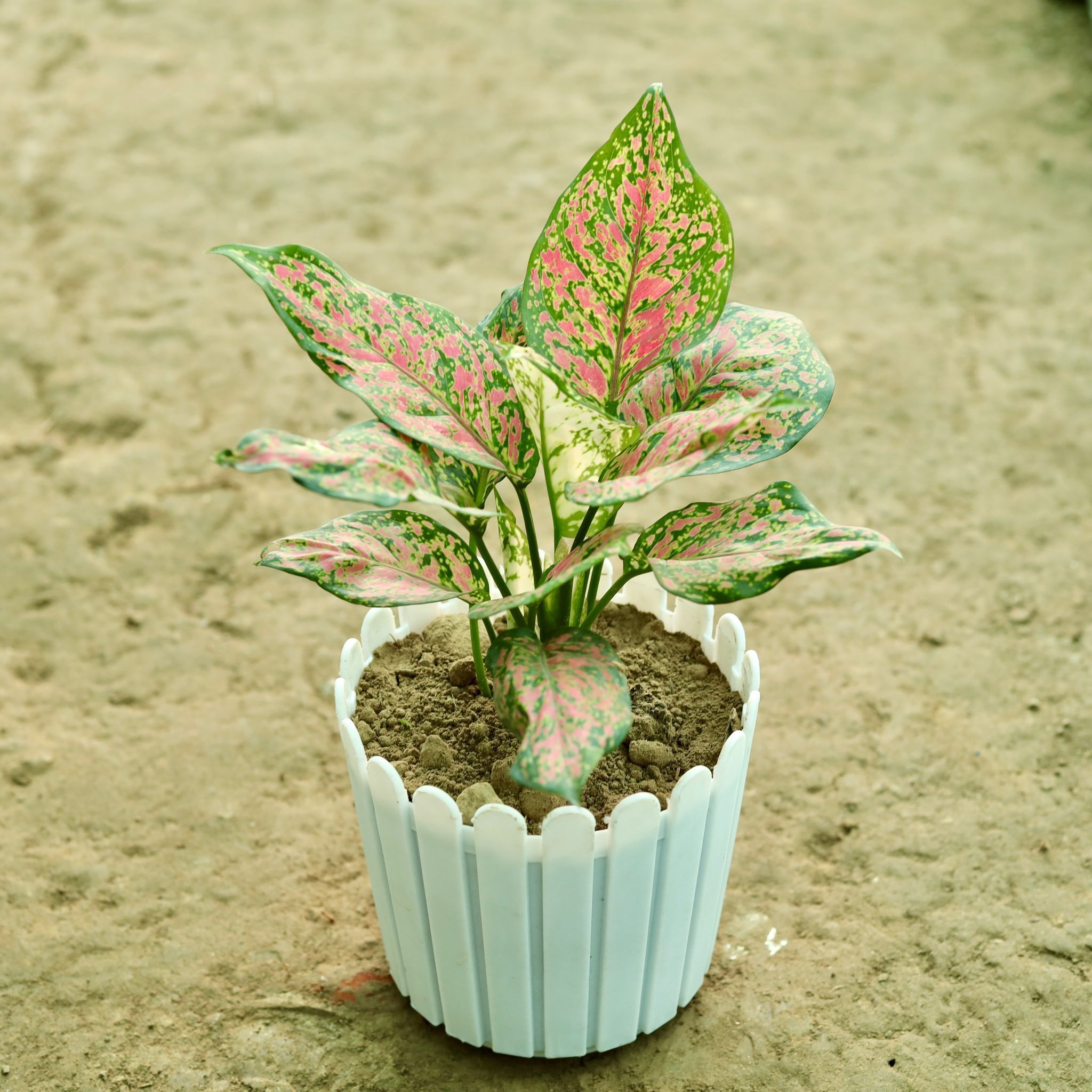 Aglaonema Lady Valentine in 6 Inch White Premium Tippy Plastic Pot