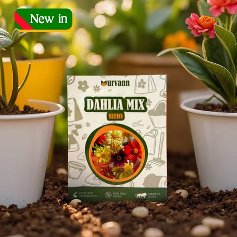 Dahlia Mixed Seeds – GMO Free | Excellent Germination | Easy to Grow | Vibrant Blooms