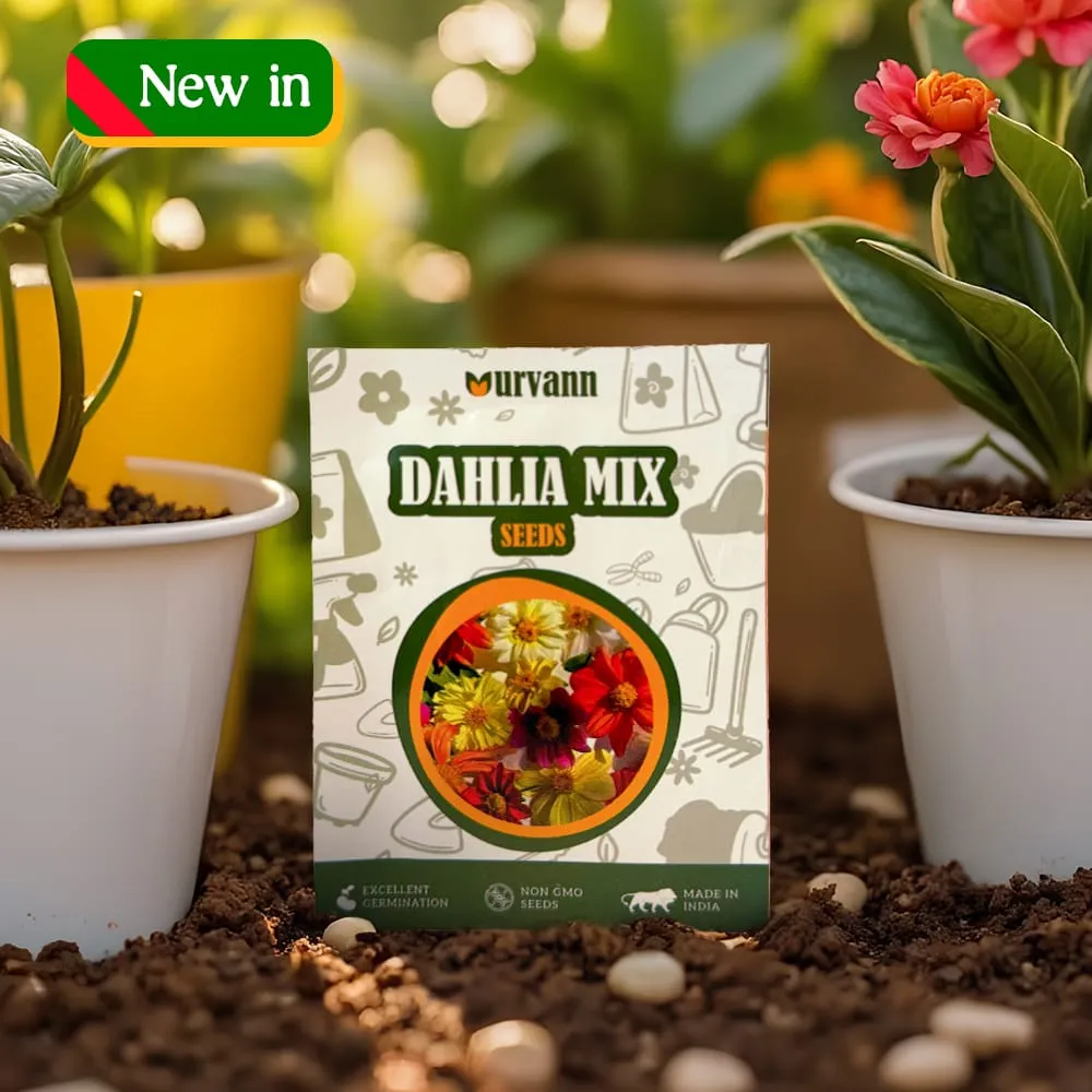 Dahlia Mixed Seeds – GMO Free | Excellent Germination | Easy to Grow | Vibrant Blooms