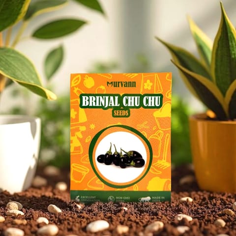 Brinjal Chu Chu Seeds – GMO Free | Excellent Germination | Easy to Grow | Disease Resistance - for veggies