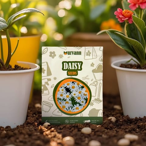 Daisy Seeds – GMO Free | Excellent Germination | Easy to Grow | Vibrant Blooms