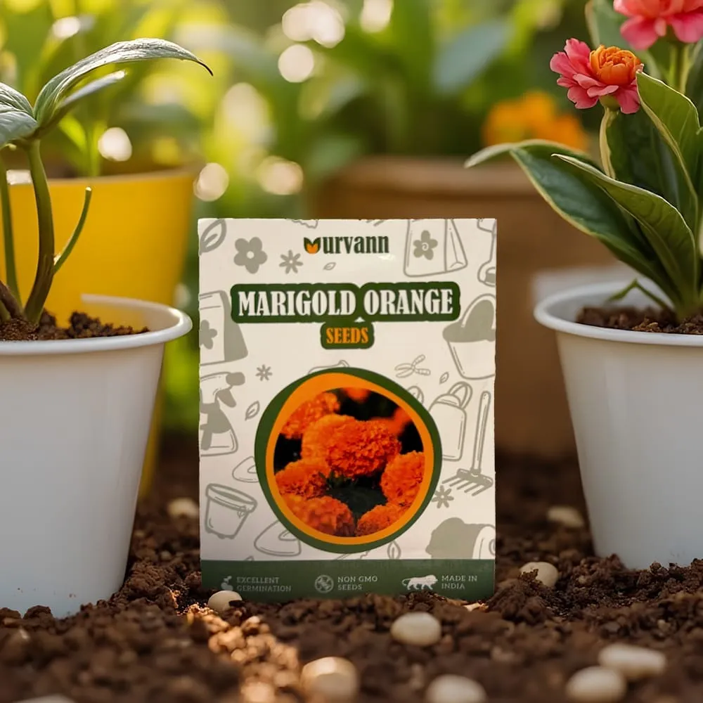 Marigold / Genda Orange Navrangi Seeds � GMO Free | Excellent Germination | Easy to Grow | Vibrant Blooms