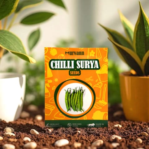 Chilli / Mirchi Surya Seeds GMO Free | Excellent Germination | Easy to Grow | Disease Resistance