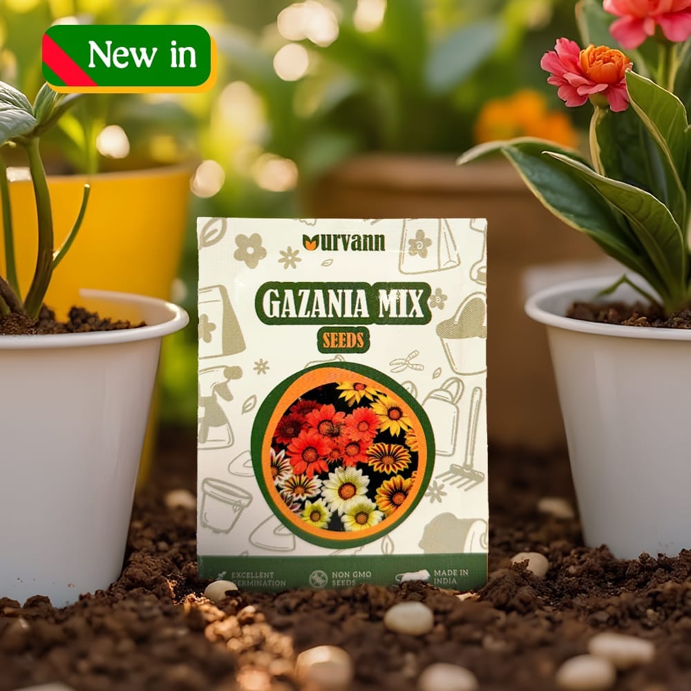 Buy Gazania Seeds – GMO Free | Excellent Germination | Easy to Grow | Vibrant Blooms Online | Urvann.com Gazania Seeds – GMO Free | Excellent Germination | Easy to Grow | Vibrant Blooms