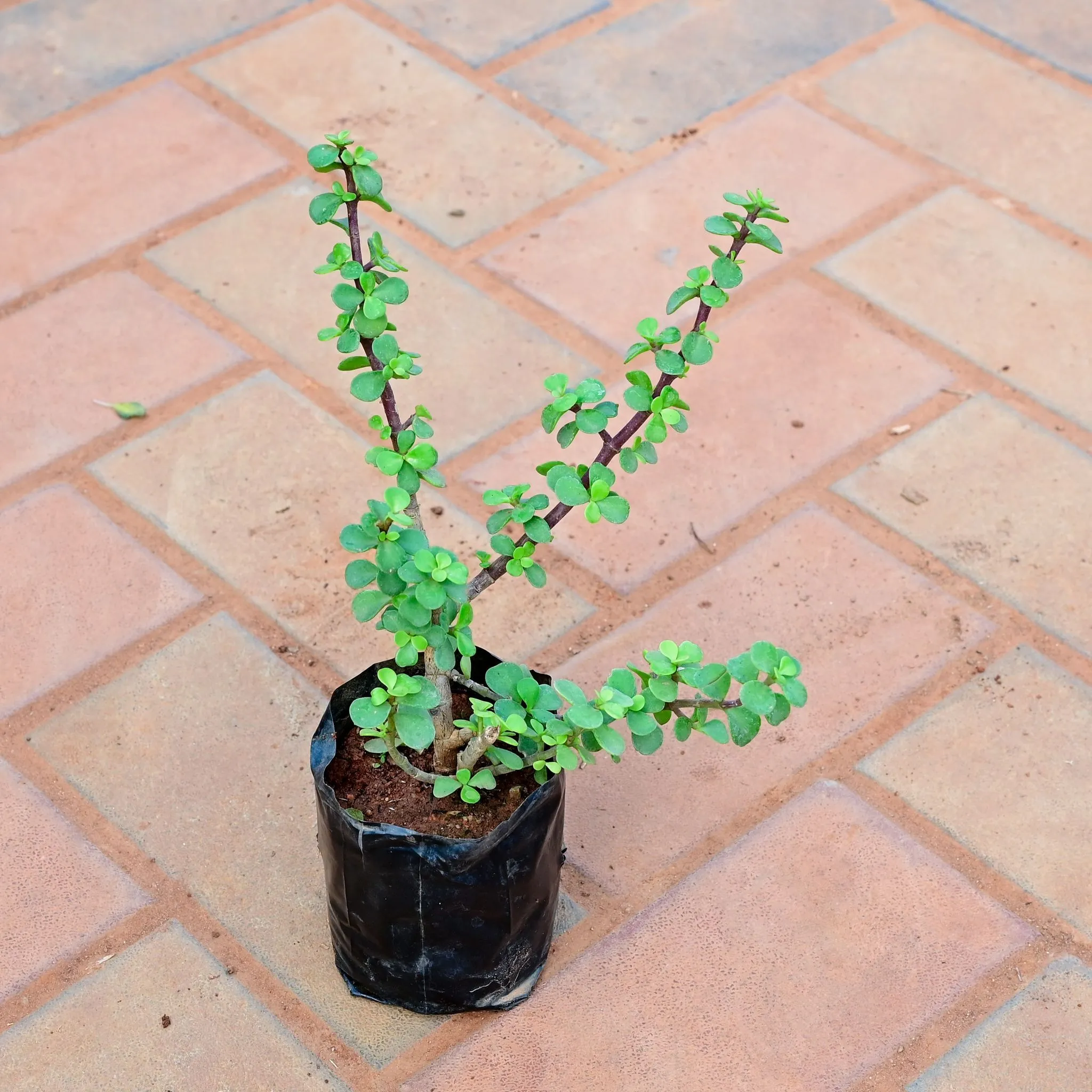 Jade in 4 Inch Nursery Bag