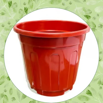 Free Gift - 6 Inch Red Super Nursery Pot - Flash Sale