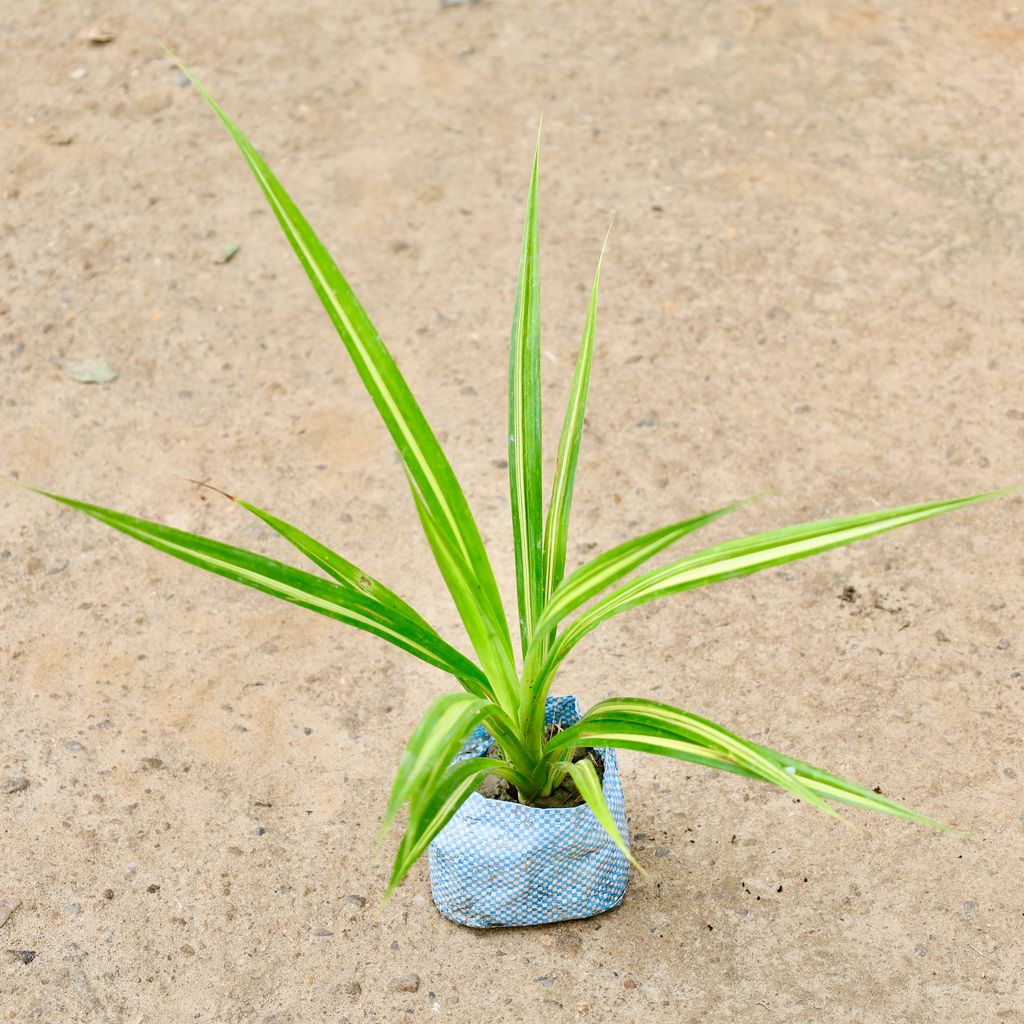 Buy Pandanus / Screwpine in 4 Inch Nursery Bag Online | Urvann.com Pandanus / Screwpine in 4 Inch Nursery Bag