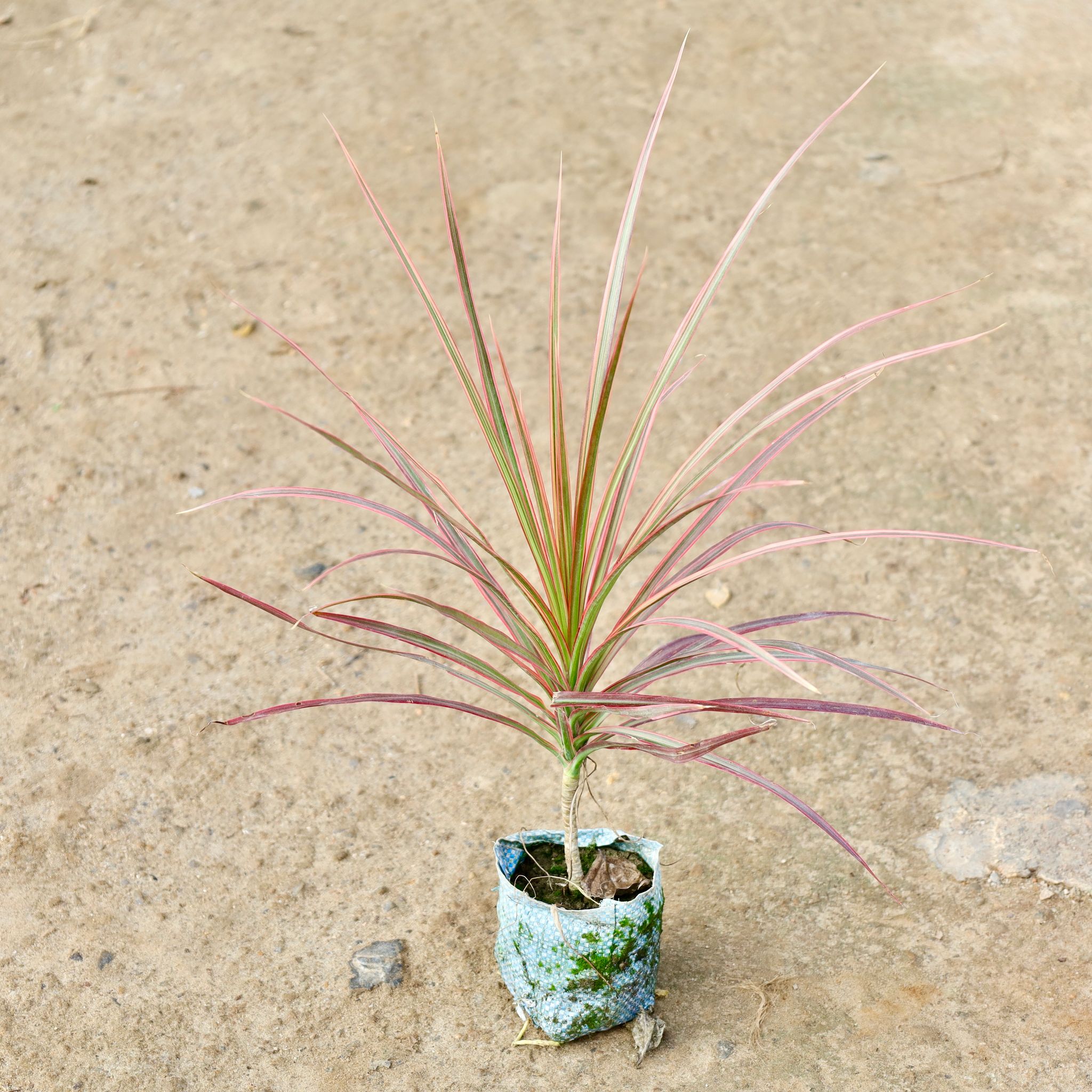Dracaena Colorama / Marginata Green in 4 Inch Nursery Bag