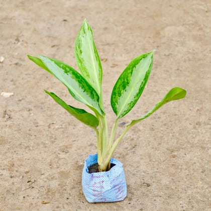 Buy Aglaonema Dove in 4 Inch Nursery Bag Online | Urvann.com
