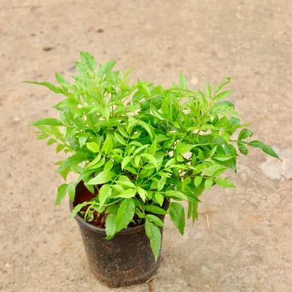 Buy Tecoma Capensis (Any Colour) in 6 Inch Nursery Pot Online | Urvann.com