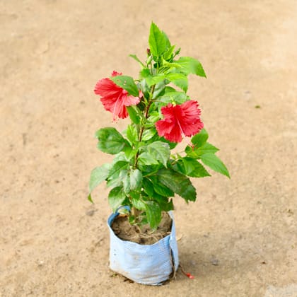 Buy Hibiscus Red in 8 Inch Nursery Bag Online | Urvann.com