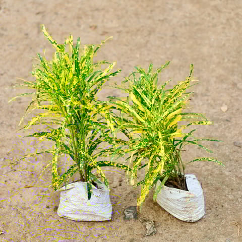 Set of 2 - Chironji Croton in 4 Inch Nursery Bag