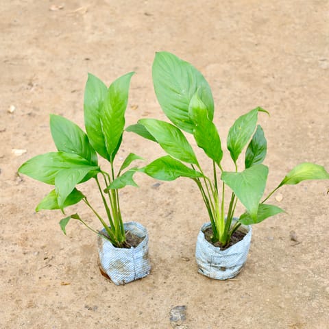 Set of 2 - Peace Lily in 7 Inch Live Plant Nursery Bag