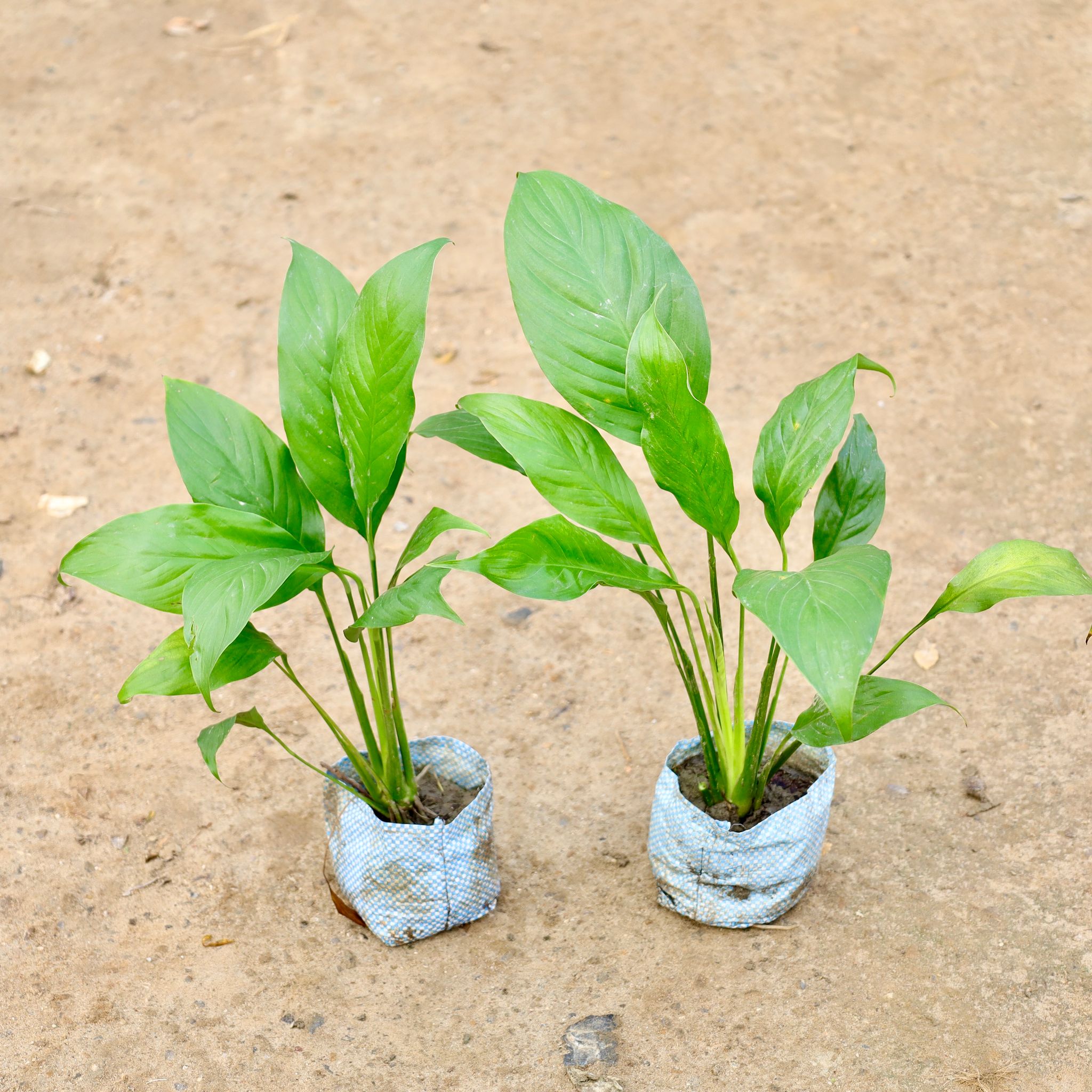 Set of 2 - Peace Lily in 7 Inch Nursery Bag