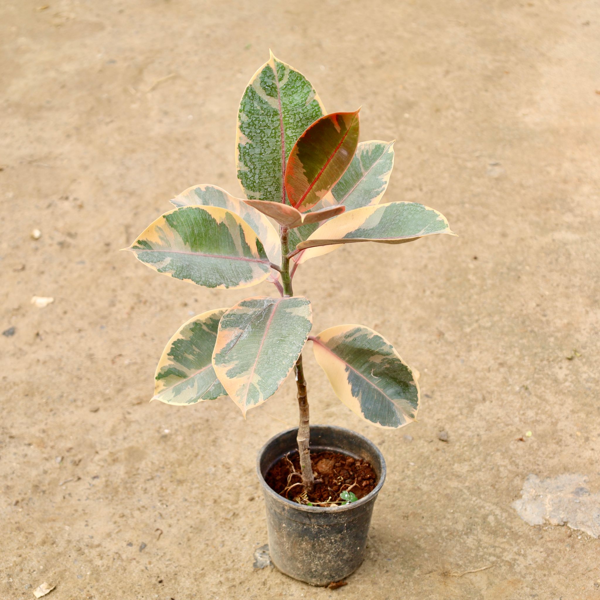 Rubber Variegated in 6 Inch Nursery Pot
