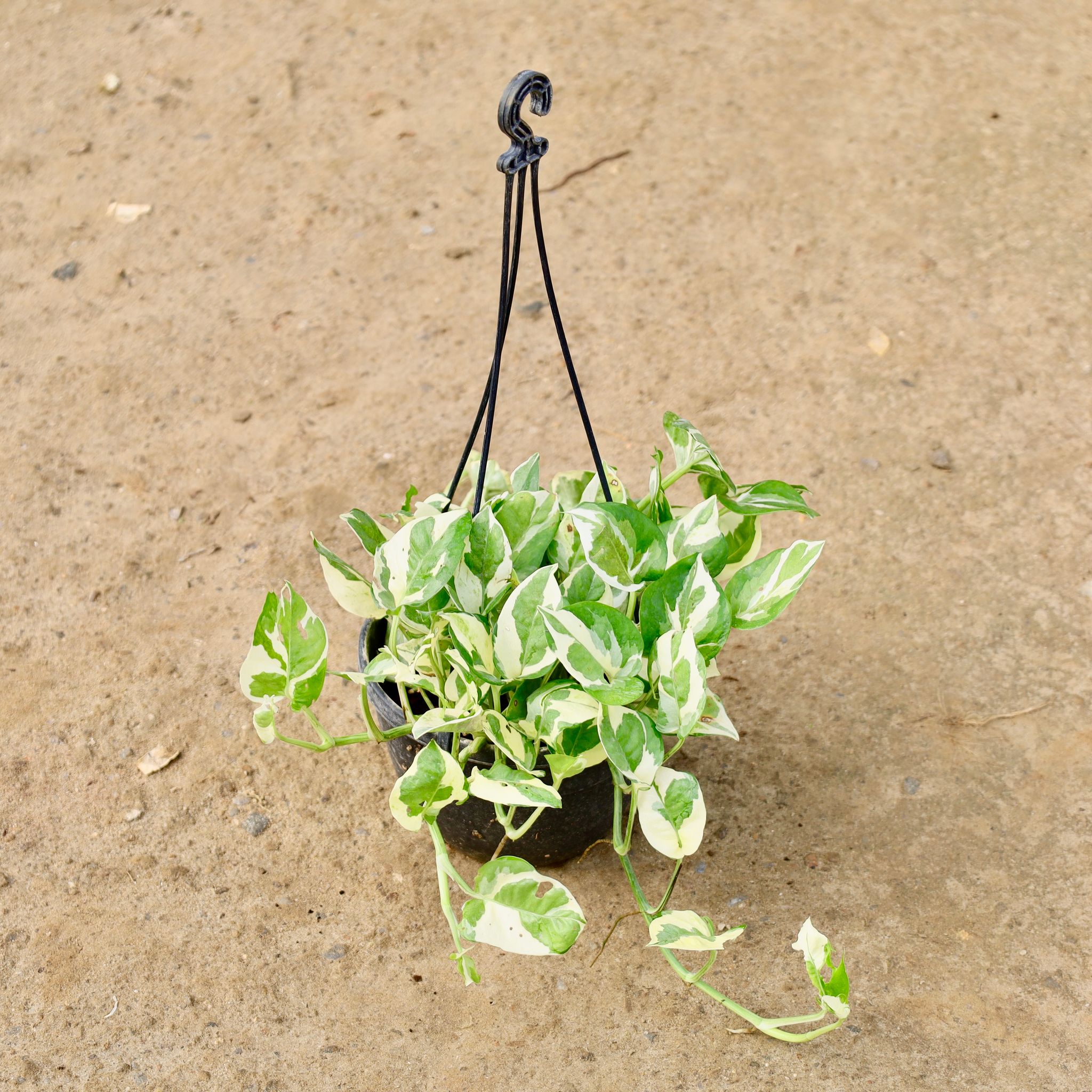 Money Plant N'Joy in 6 Inch Hanging Basket