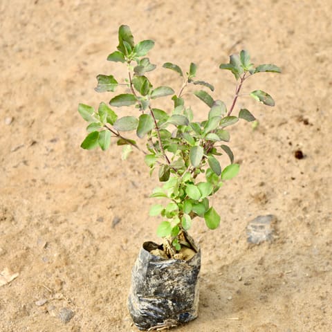 Shyama Tulsi in 4 Inch Nursery Bag