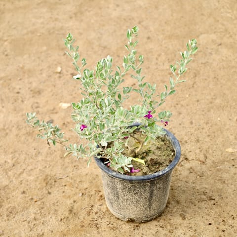 Leucophyllum/Texas Sage/Nikotia/Nicosia Plant in 8 Inch Nursery Pot