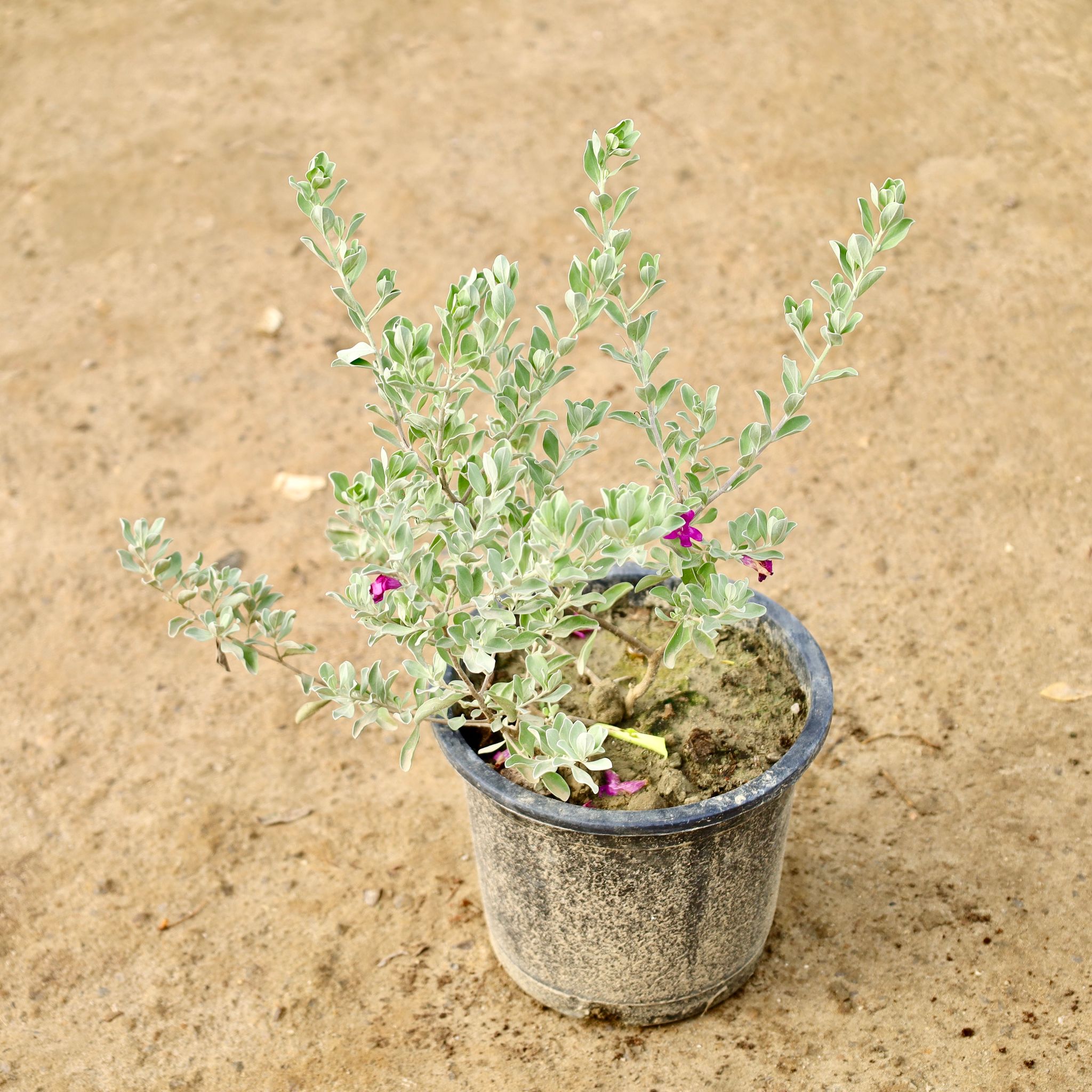 Leucophyllum/Texas Sage/Nikotia/Nicosia Plant in 8 Inch Nursery Pot