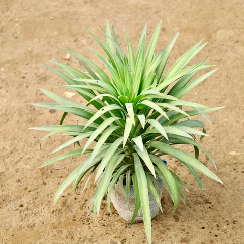 Yucca Glauca in 8 Inch Nursery Bag