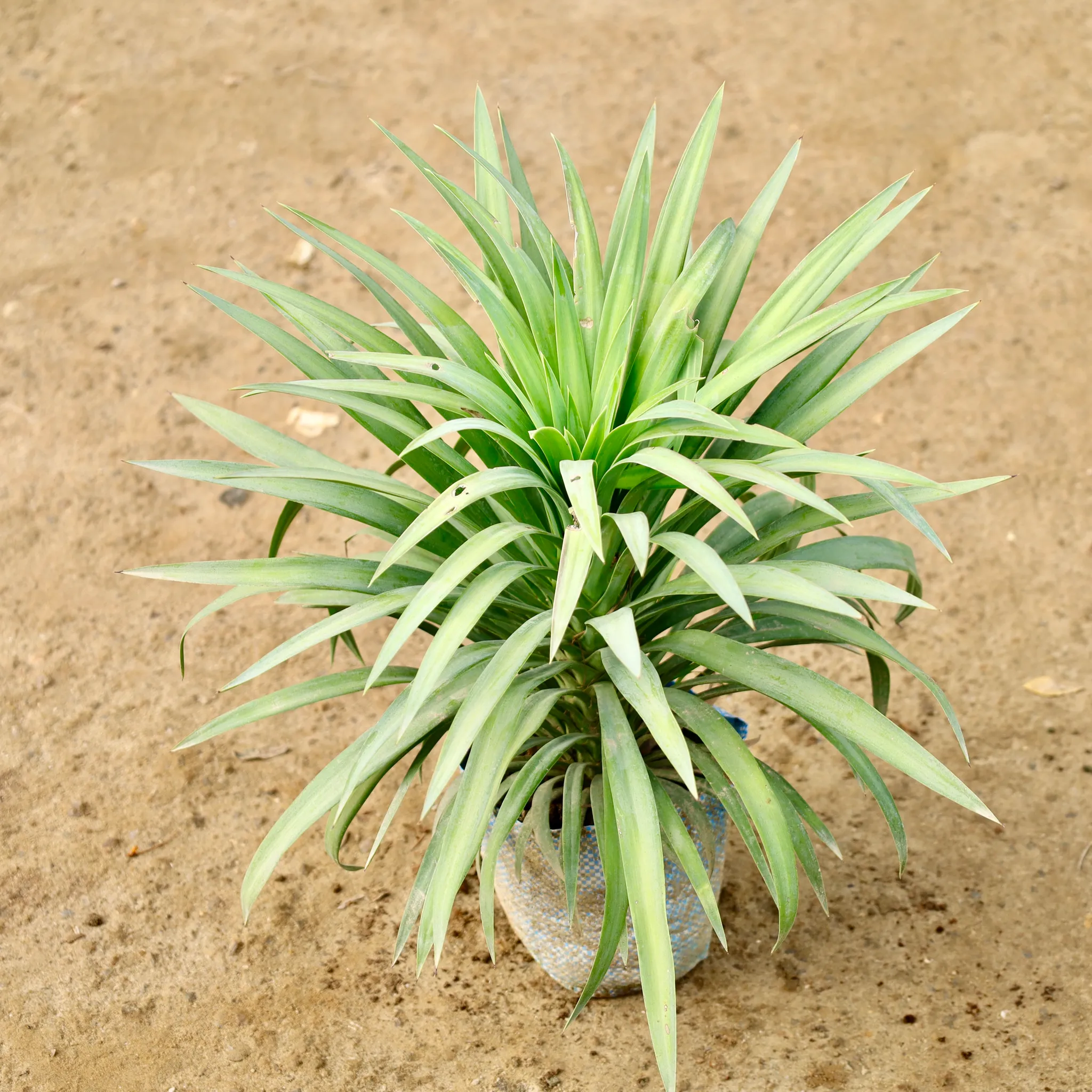 Yucca Glauca in 8 Inch Nursery Bag