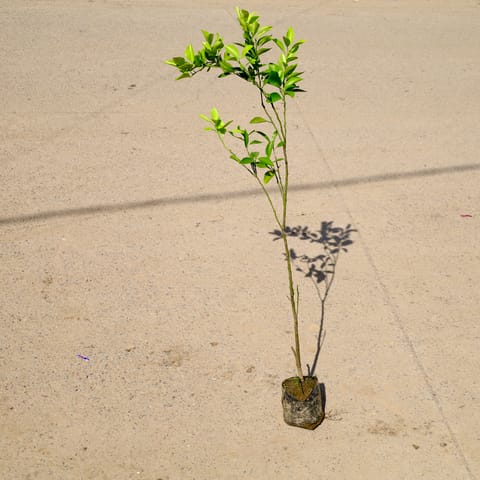 Mosambi / Sweet Lemon in 6 Inch Nursery Bag