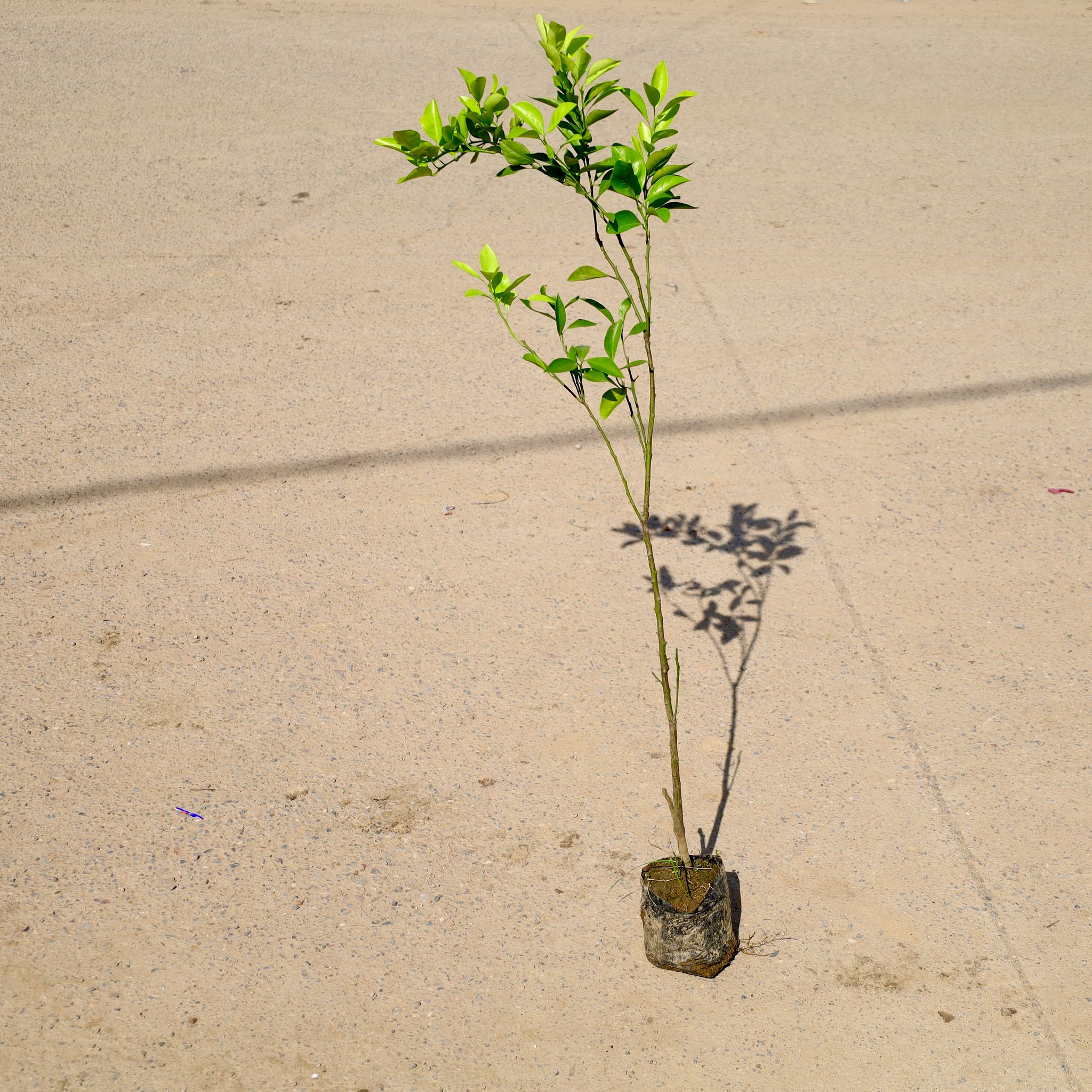 Mosambi / Sweet Lemon in 6 Inch Nursery Bag