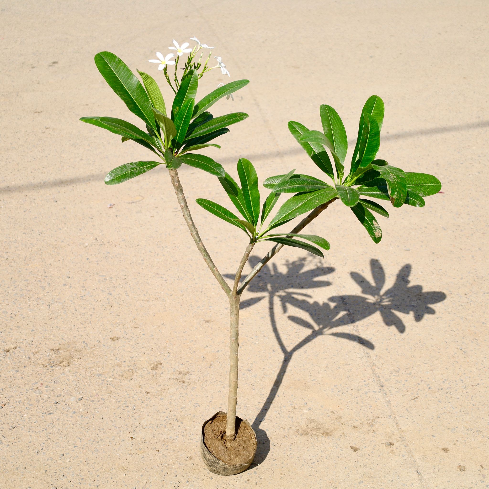White Champa in 6 Inch Nursery Bag