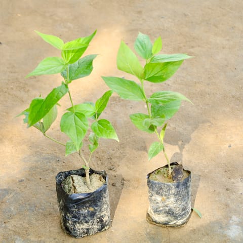 Set of 2 - Harsingar / Parijaat (Any Colour) in 4 Inch Nursery Bag