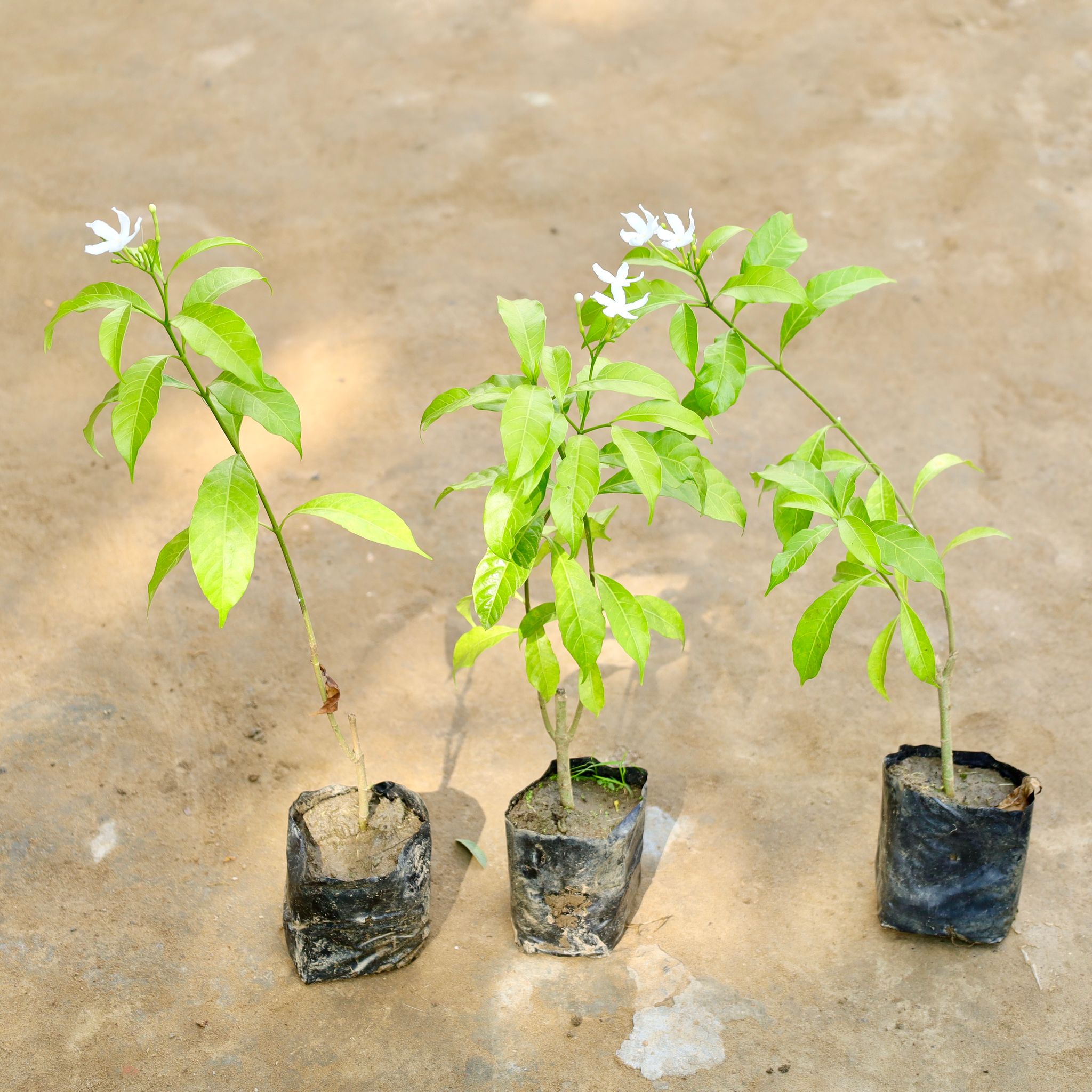 Set of 3 - Single Chandni in 4 Inch Nursery Bag