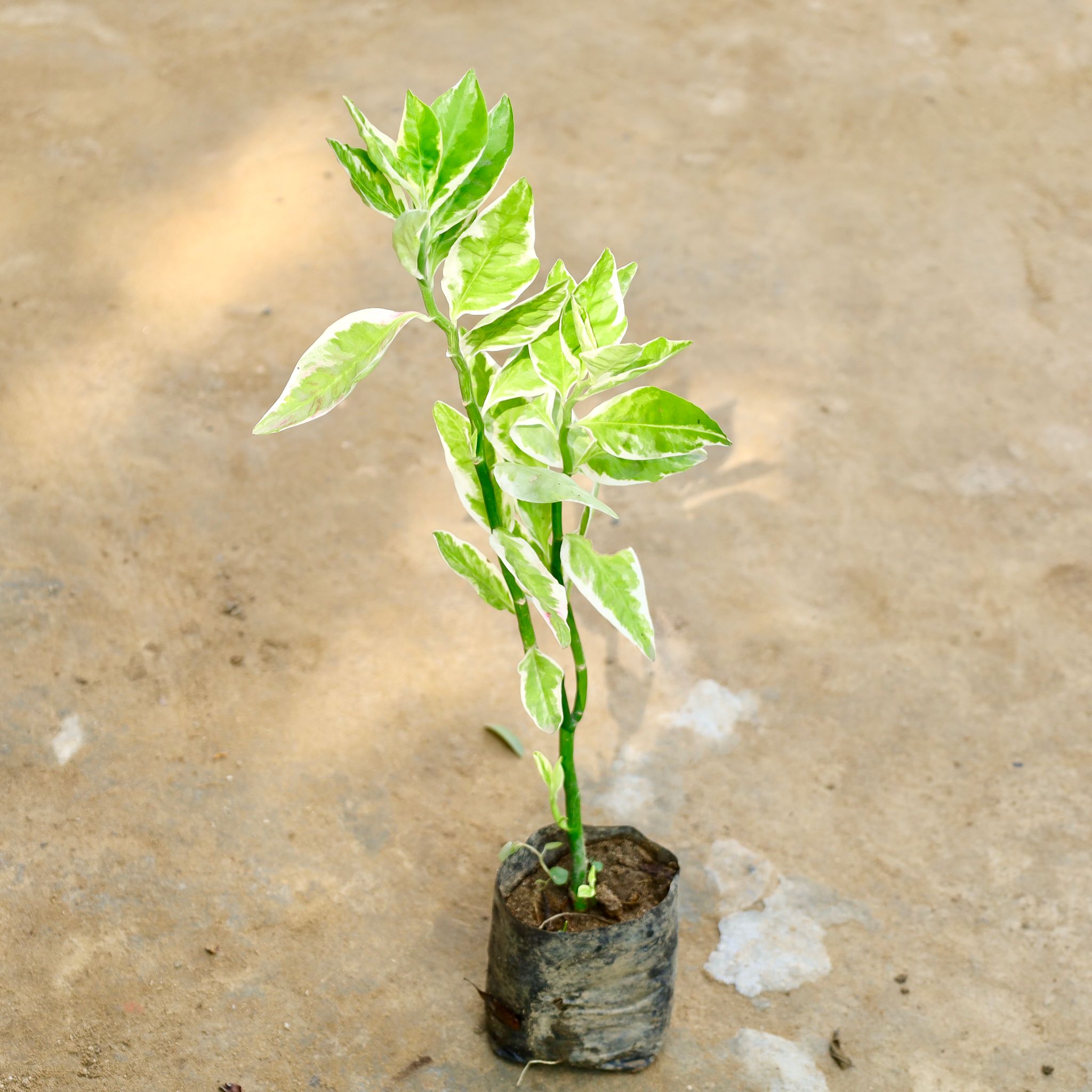 Pedilanthus / Devil'S Backbone in 4 Inch Nursery Bag