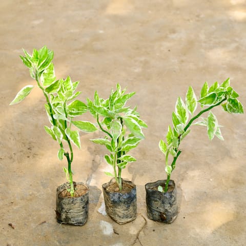 Set of 3 - Pedilanthus / Devil'S Backbone in 4 Inch Nursery Bag