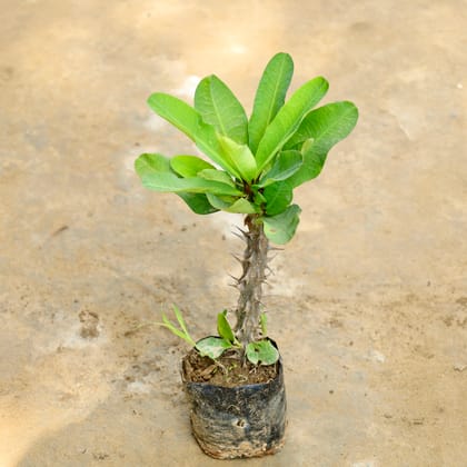 Buy Euphorbia Mili (Any Colour) in 4 Inch Nursery Bag Online | Urvann.com