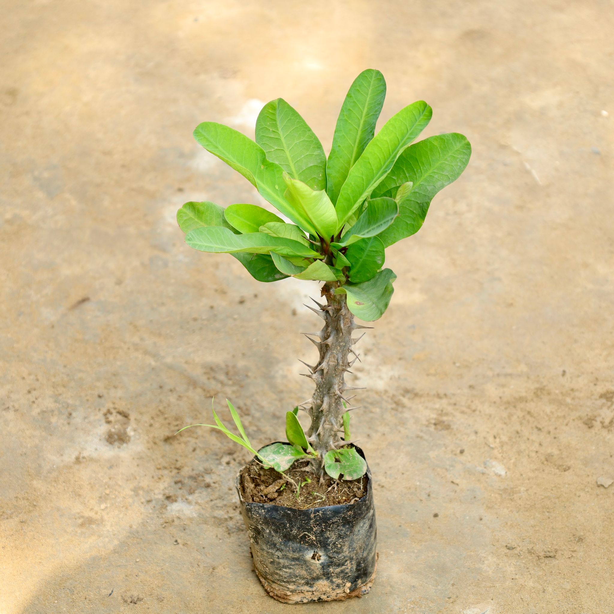 Euphorbia Mili (Any Colour) in 4 Inch Nursery Bag