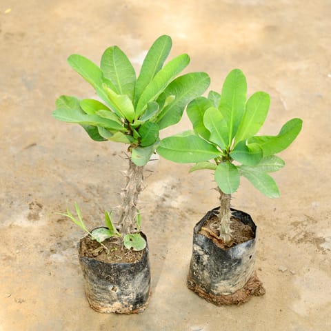 Set of 2 - Euphorbia (Any Colour) in 4 Inch Nursery Bag