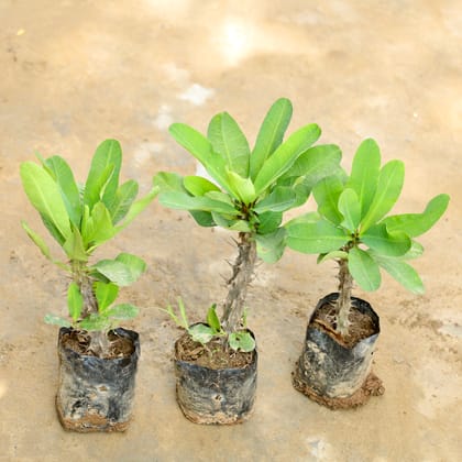 Buy Set of 3 - Euphorbia (Any Colour) in 4 Inch Nursery Bag Online | Urvann.com