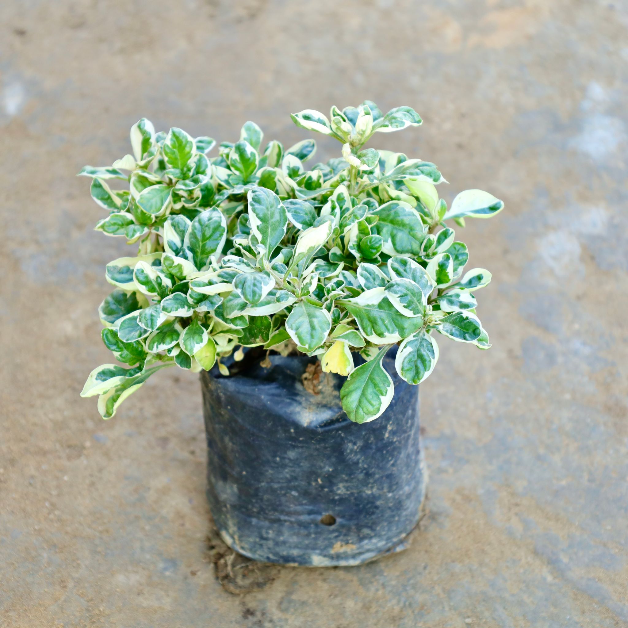 Alternanthera Variegated in 4 Inch Nursery Bag