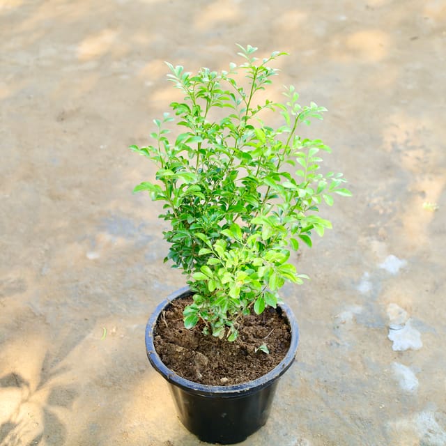 Madhu Kamini / Murraya in 8 Inch Nursery Pot