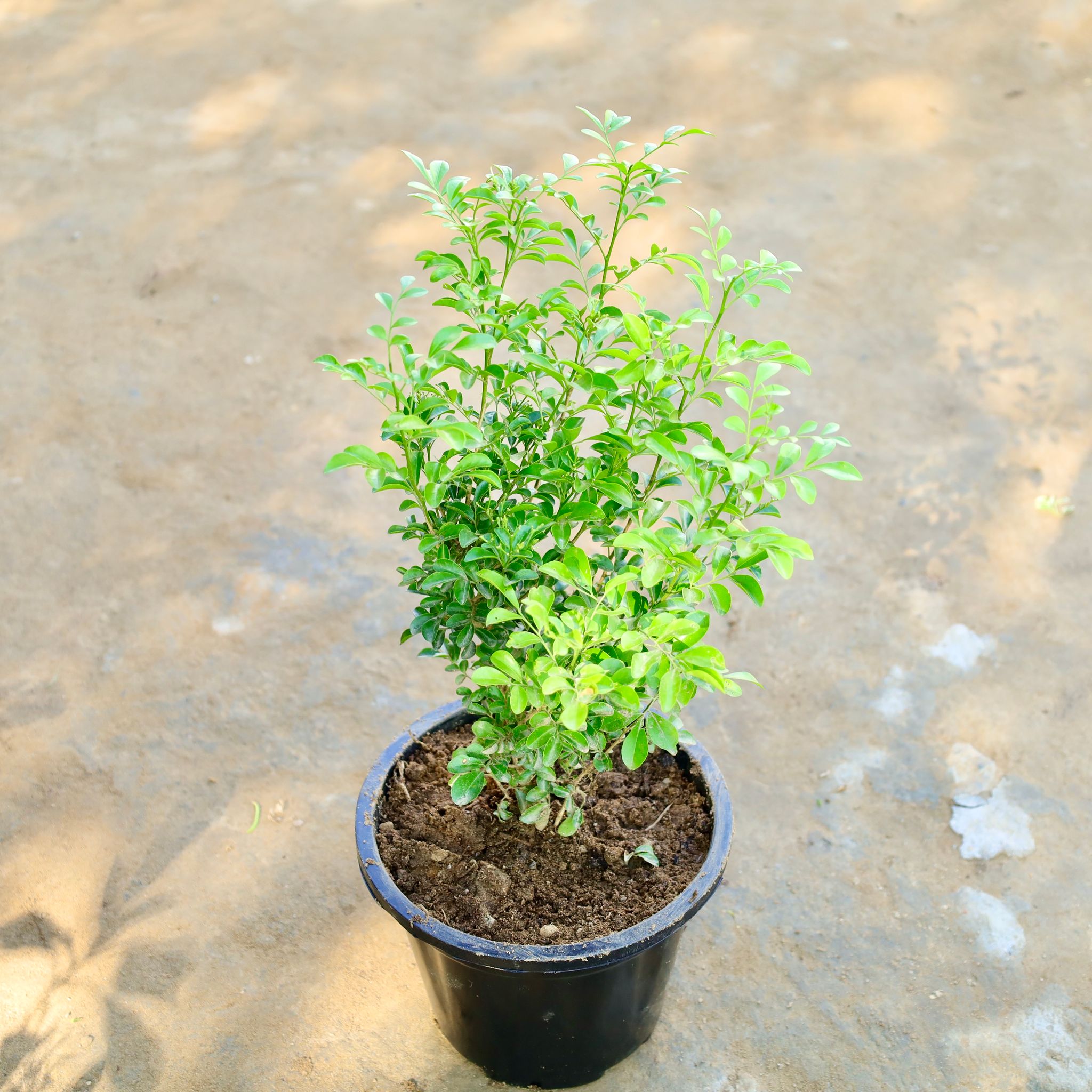Madhu Kamini / Murraya in 8 Inch Nursery Pot