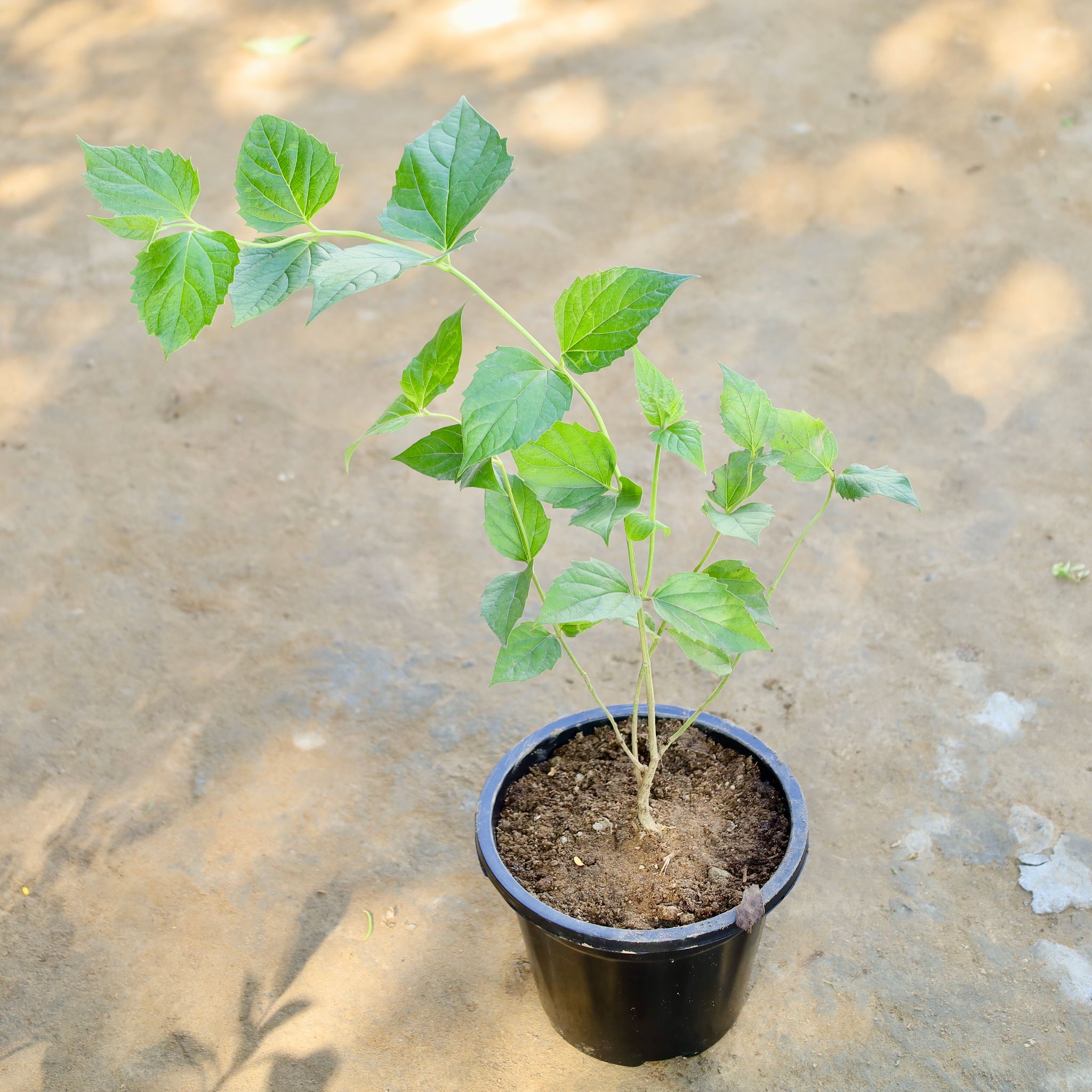 Harsingar / Parijat (Any Colour) in 8 Inch Nursery Pot