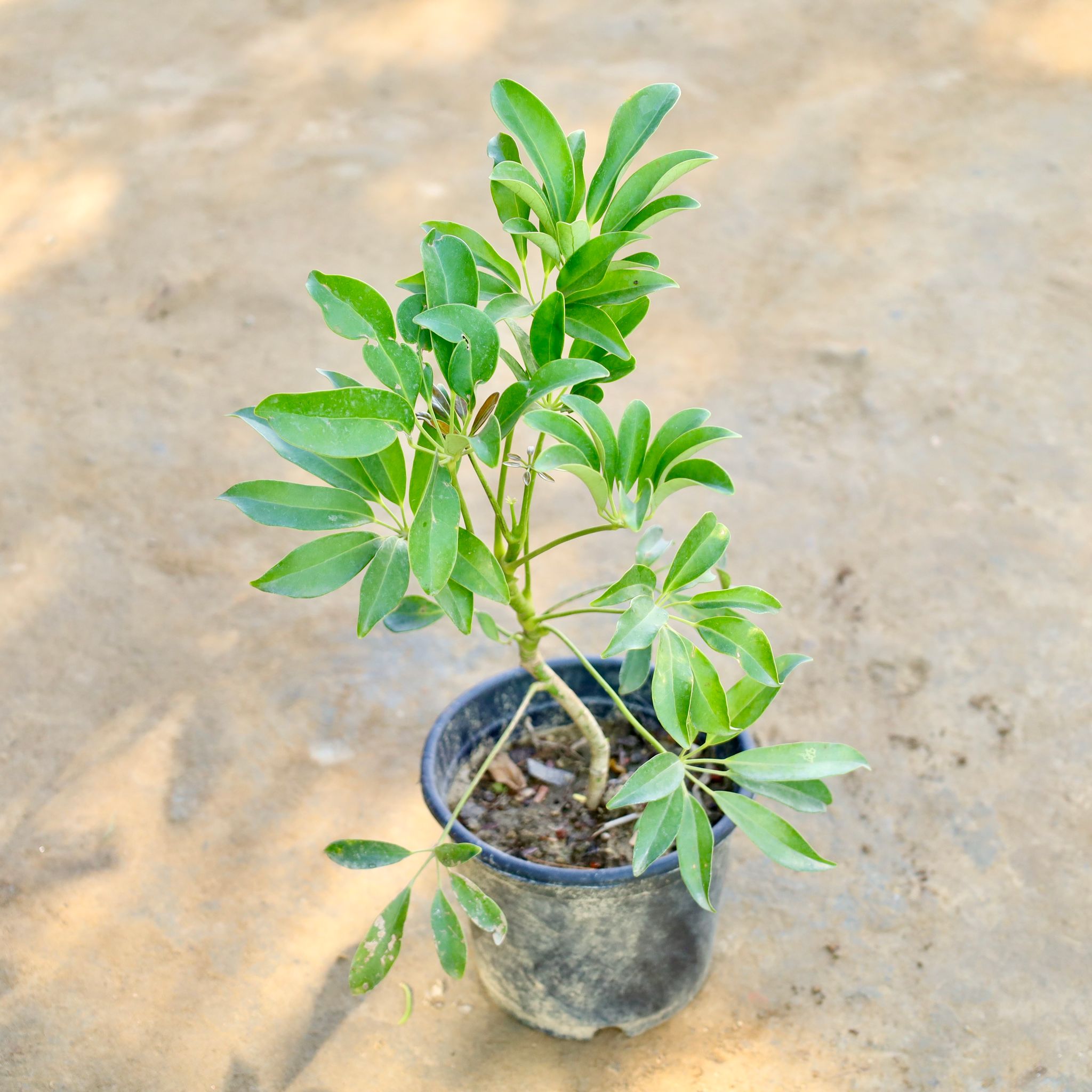 Schefflera Green in 6 Inch Nursery Pot